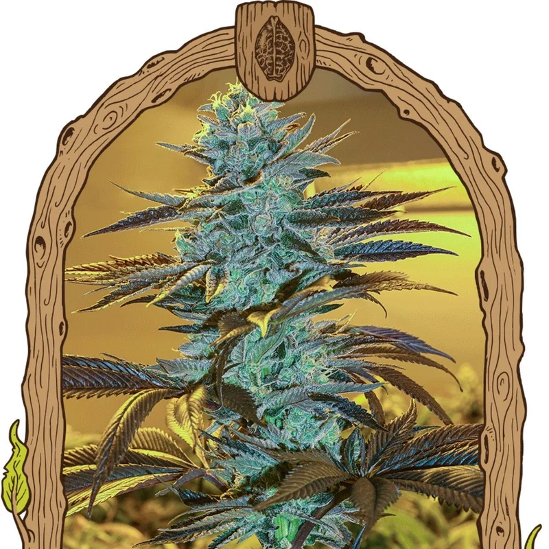 Purple Monkey van Exotic Seed