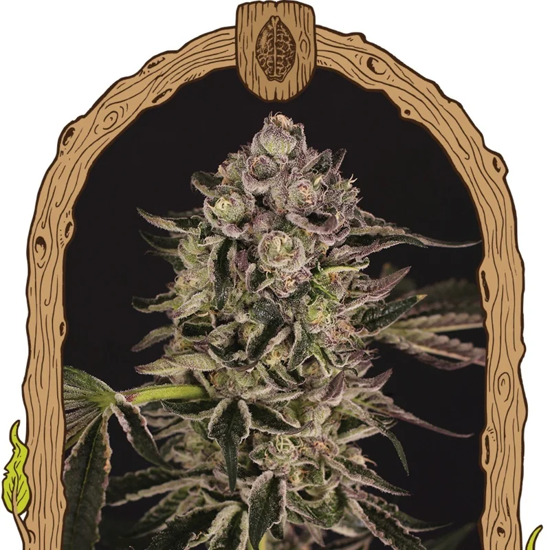 Quick Sherbet van Exotic Seed