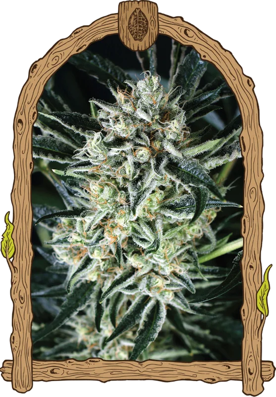 Jelly Bananen van Exotic Seed