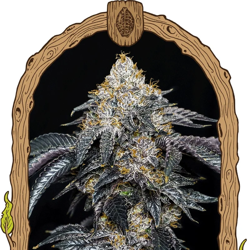 Quicklato Sherbet van Exotic Seed