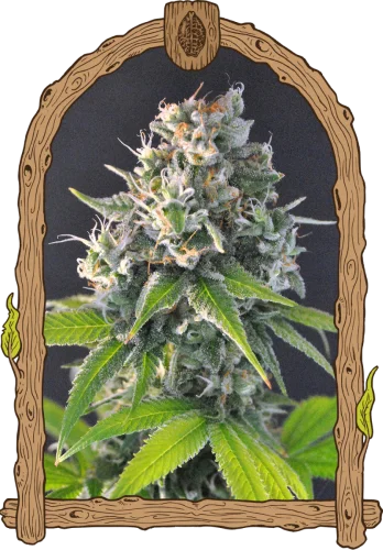 Honey Mints van Exotic Seed