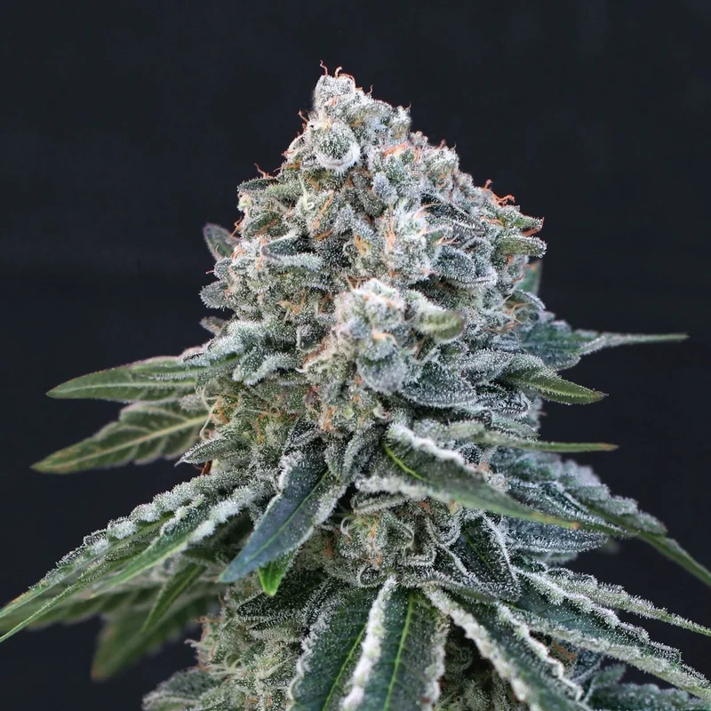 Death Roll van Exotic Seed