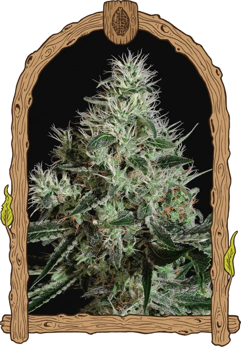 Mango Cream van Exotic Seed