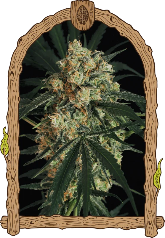 Triple (A.A.A) van Exotic Seed