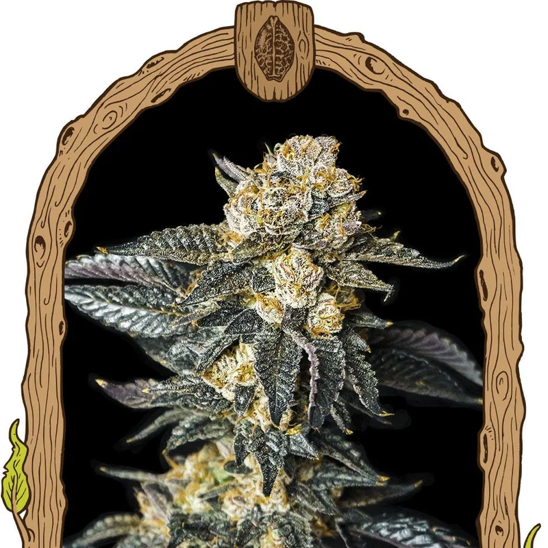 Zkittaberry van Exotic Seed