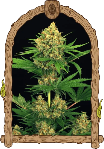 Tangerine Kush van Exotic Seed