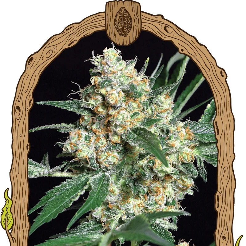 Honey Mints van Exotic Seed