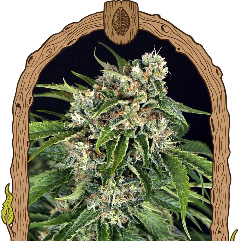 Sir Jack Pure Cbd van Exotic Seed
