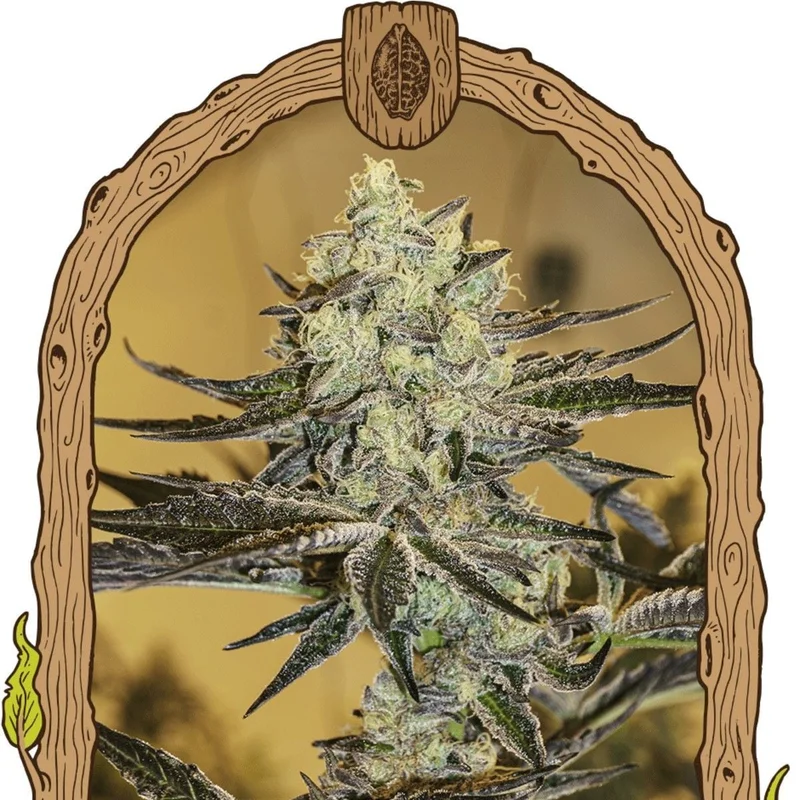 Malasana Gelato van Exotic Seed