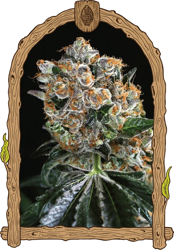 Malasana Cookies van Exotic Seed