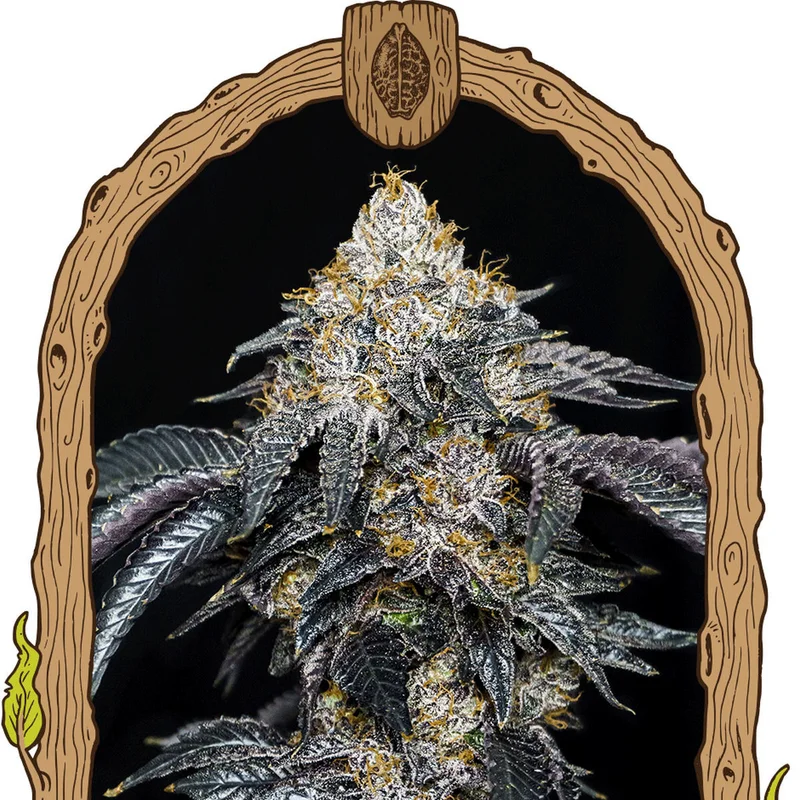 Quicklato Sherbet van Exotic Seed