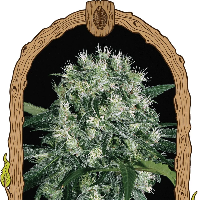 Pink Hokkaido van Exotic Seed