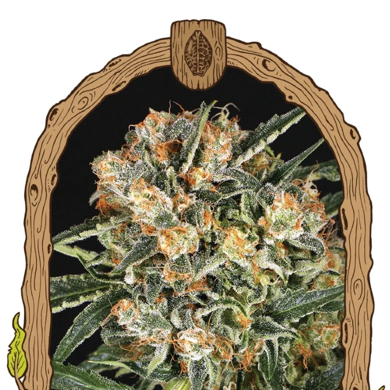 Hippie Therapy CBD van Exotic Seed