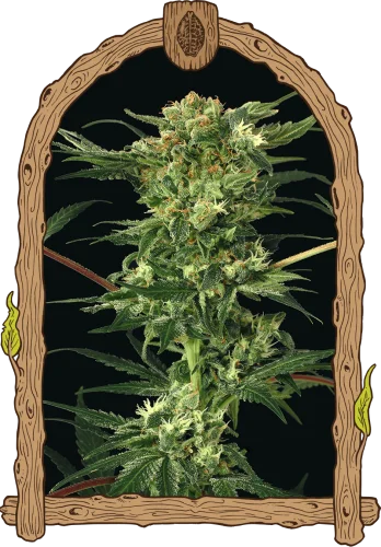 Devil Kush van Exotic Seed