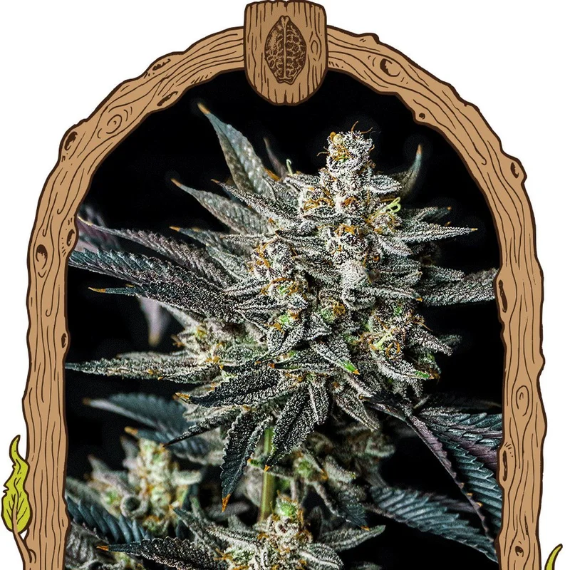 Jelly Bananen van Exotic Seed