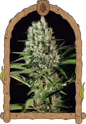 Quick Mass van Exotic Seed