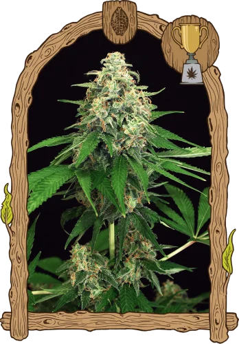 Mango Cream van Exotic Seed