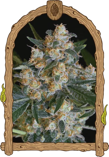 Lemon Candy van Exotic Seed