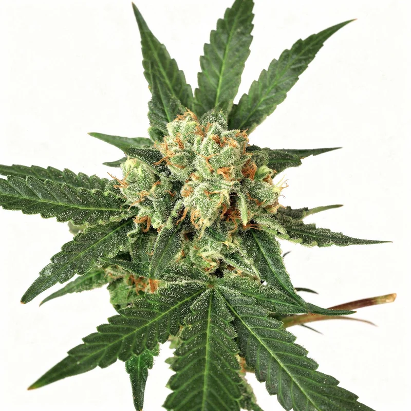 Blue Monkey van Exotic Seed