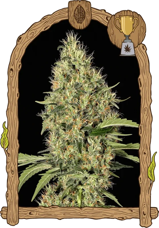 Gypsy Widow van Exotic Seed