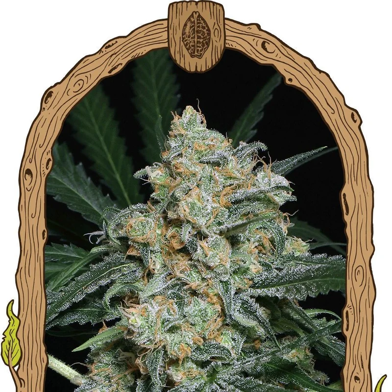 Zkittalicious van Exotic Seed