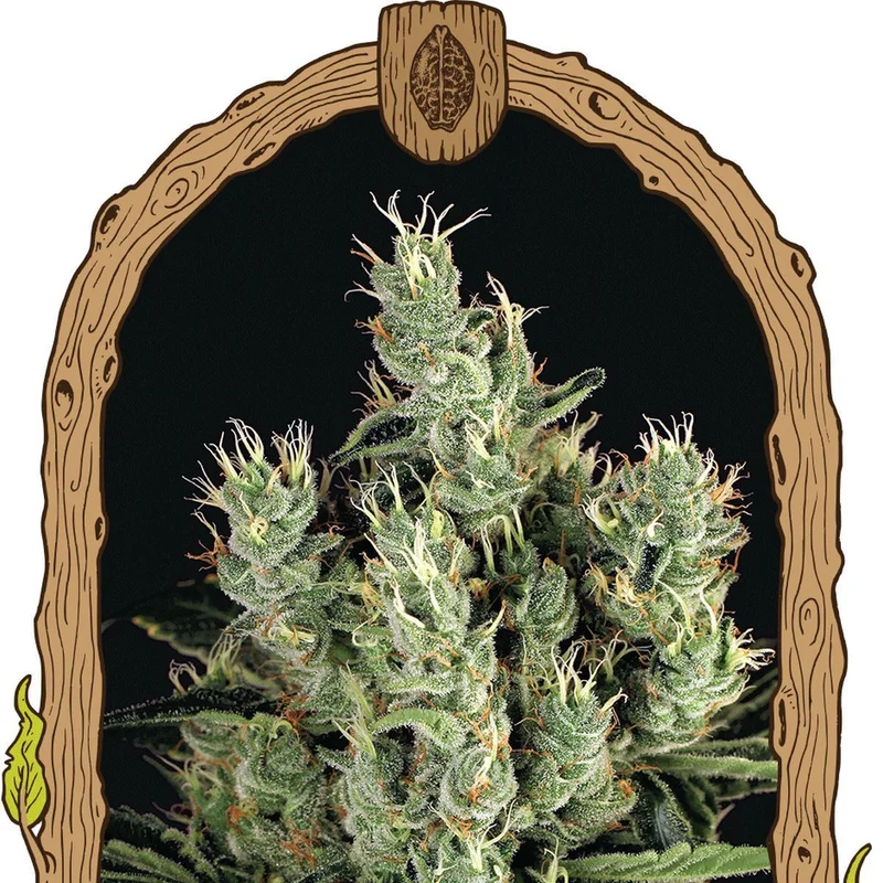 Tangerine Band van Exotic Seed