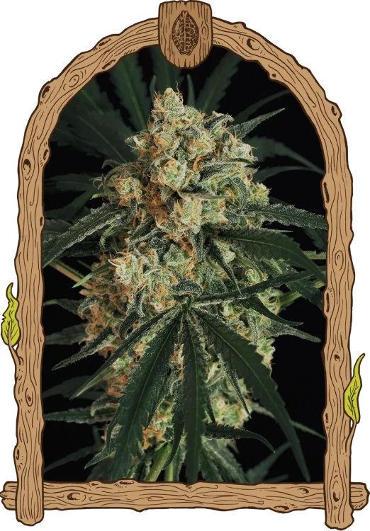 Triple (A.A.A) van Exotic Seed