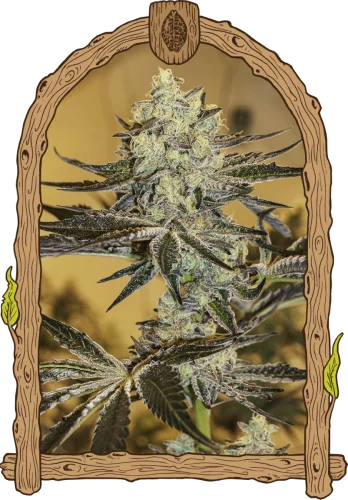 Malasana Gelato van Exotic Seed