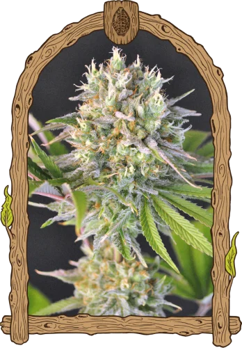 Malawi White Truffle van Exotic Seed