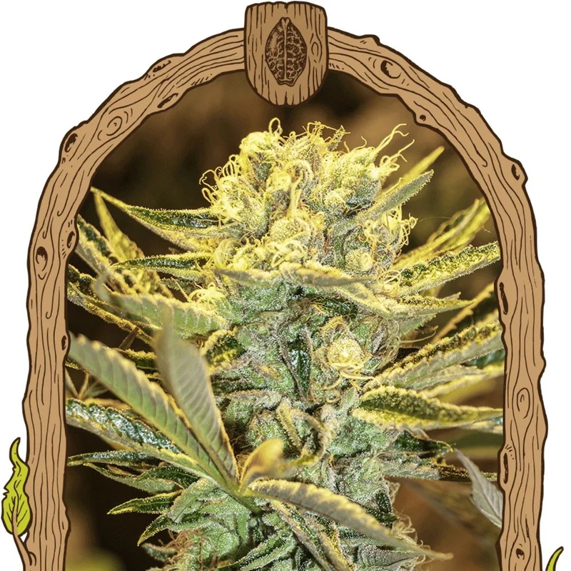 HippieBerry van Exotic Seed
