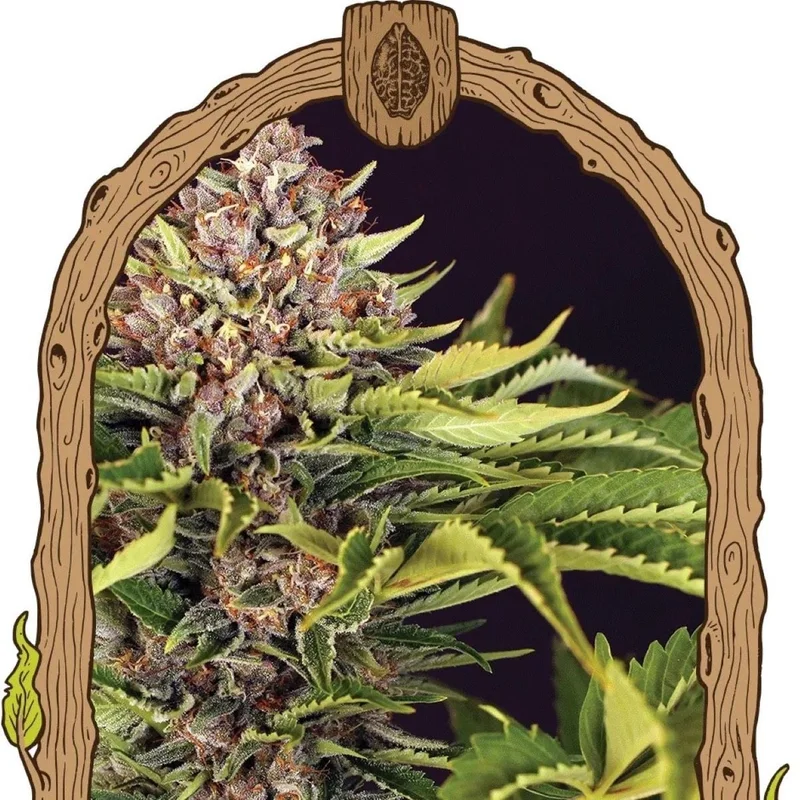 ZZZ... van Exotic Seed