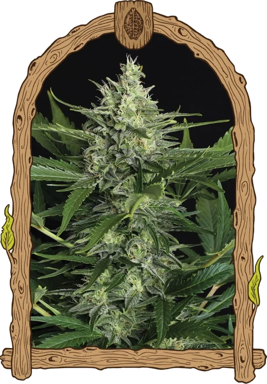 Green Gummy van Exotic Seed