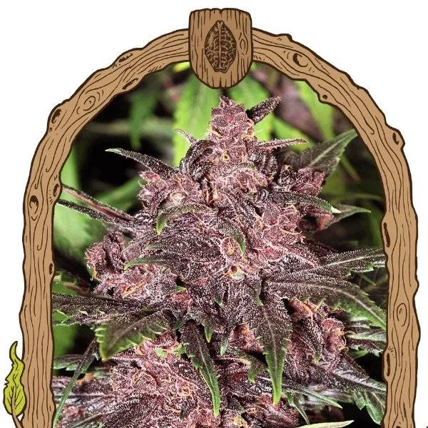 Black Haze van Exotic Seed