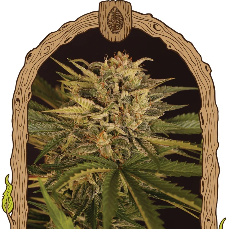 Doctor Greenman Pure CBD van Exotic Seed