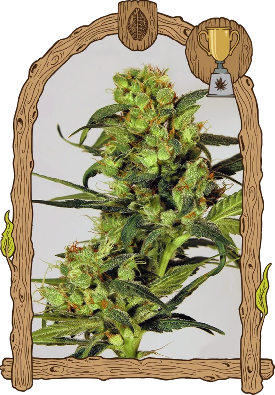 Spicy Bitch van Exotic Seed