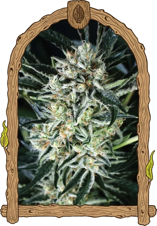 Jelly Bananen van Exotic Seed