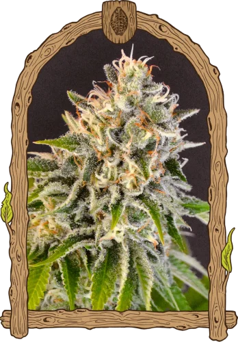 Exotic Biscotti van Exotic Seed