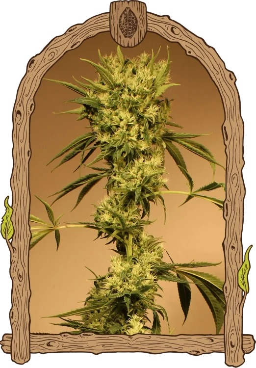 White Jewel van Exotic Seed