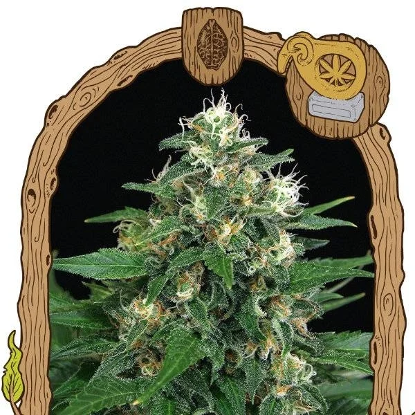 Exotic Thai van Exotic Seed