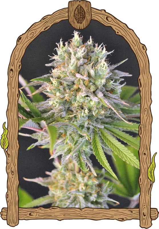 Malawi White Truffle van Exotic Seed