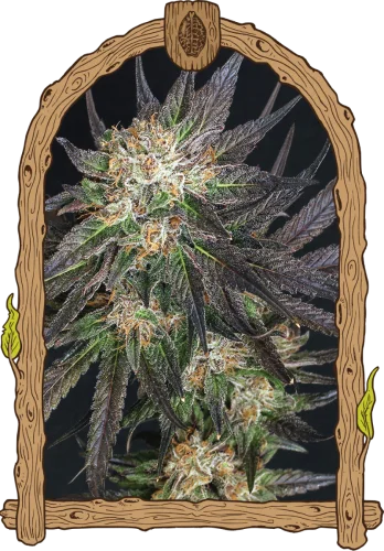 Georgia Cream van Exotic Seed