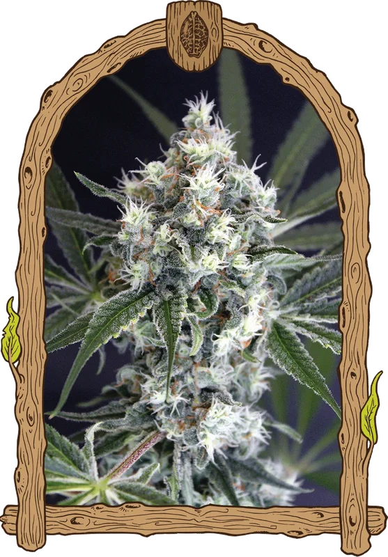 Medxotic Pure CBD van Exotic Seed