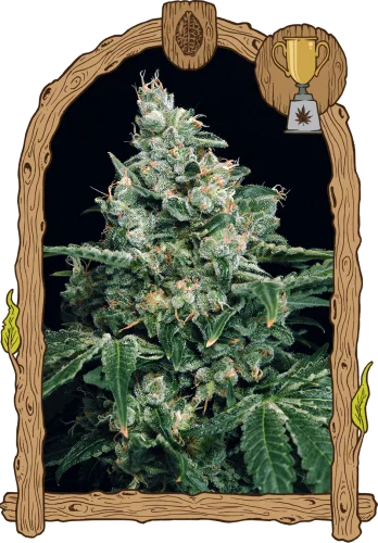 Sir Jack van Exotic Seed