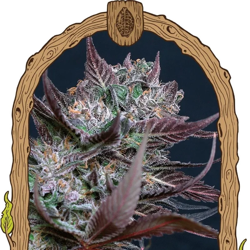 Black Lemon van Exotic Seed