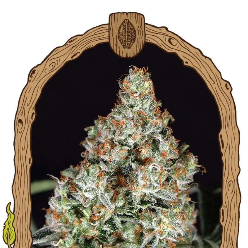 Zkittalicious van Exotic Seed