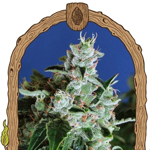 Sir Jack van Exotic Seed