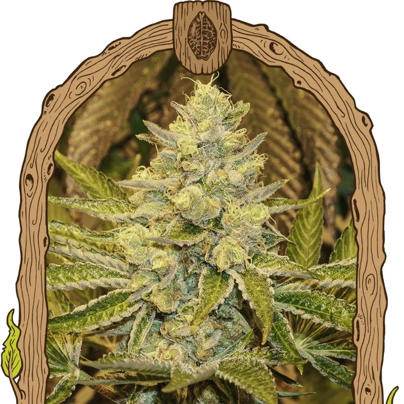 Exotic Animal van Exotic Seed