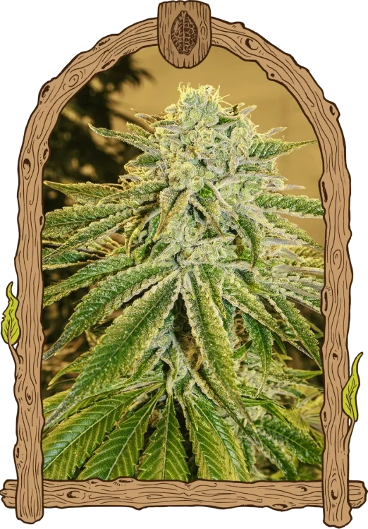 White Banana van Exotic Seed