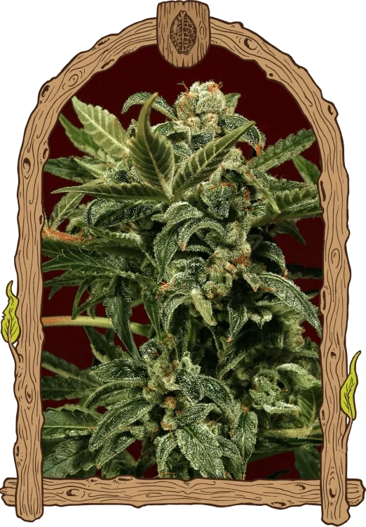 Russian van Exotic Seed