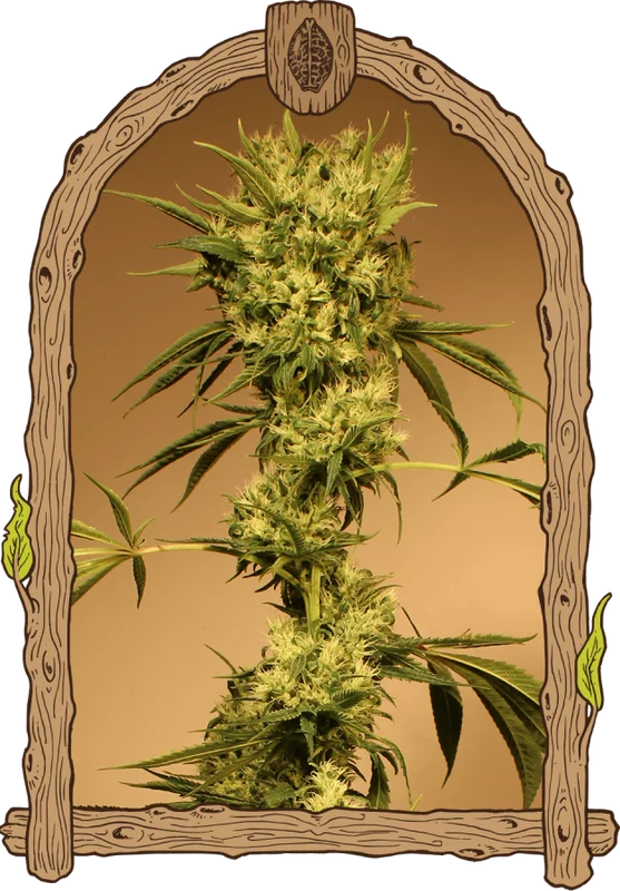 White Jewel van Exotic Seed